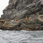 Steller Sea Lions
 / Сивучи, или морские львы Стеллера